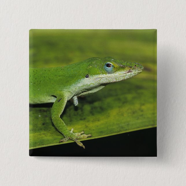 Grön anolis, Anolis carolinensis, vuxen på palmbla Knapp (Framsida)