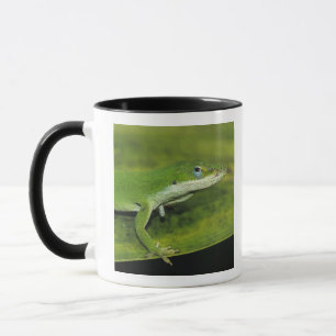 Grön anolis, Anolis carolinensis, vuxen på palmbla Mugg