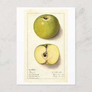 Grön äpple vintageillustration vykort