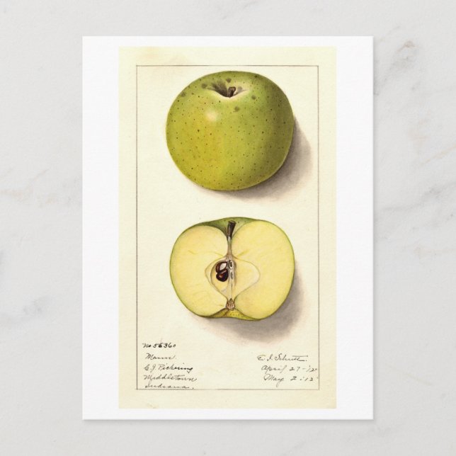 Grön äpple vintageillustration vykort (Framsida)