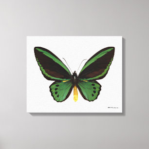 Grön Birdwing fjäril Canvastryck