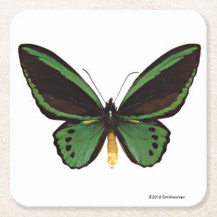 Grön Birdwing fjäril Underlägg Papper Kvadrat