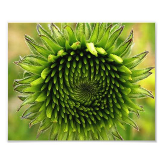 Grön blomma fototryck