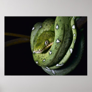 Grön boa för trädormsmaragd i Bolivia Poster