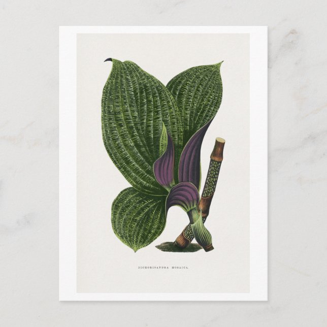 Grön Dichorisandra Mosaica bladillustration  Vykort (Framsida)