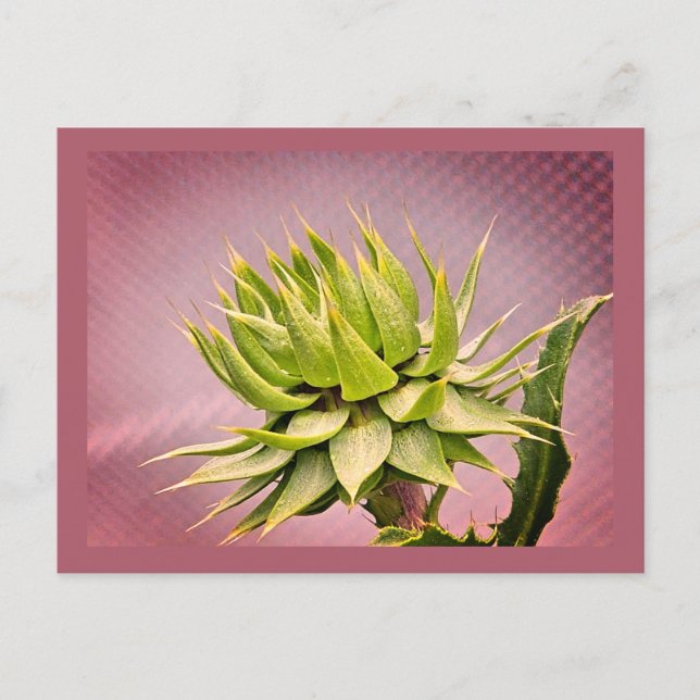 Grön dröm vykort (Framsida)