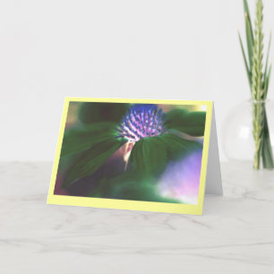 "Grön Echinacea ", Kort