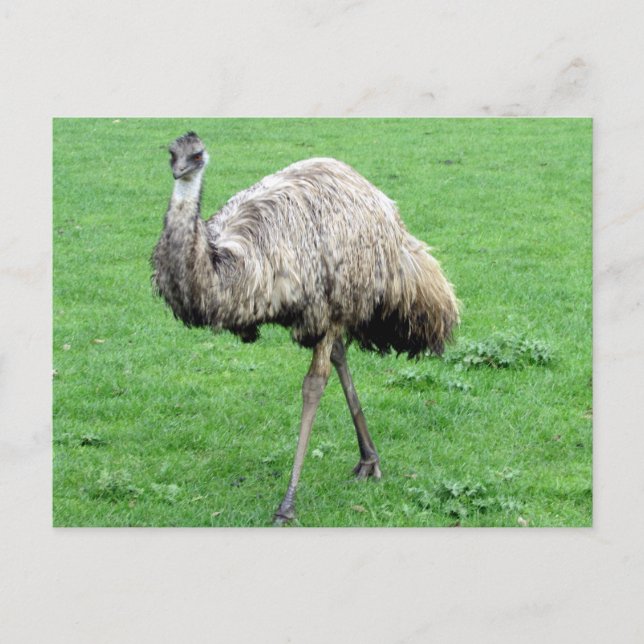 grön emu vykort (Framsida)