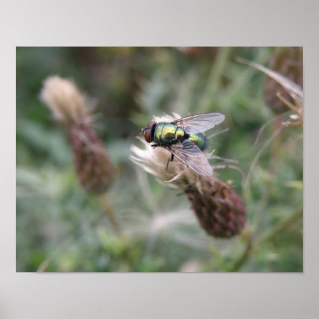 Grön Flaska Flyg Makroaffisch Poster (Framsidan)
