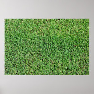 Grön frodig gräsmattagräs poster