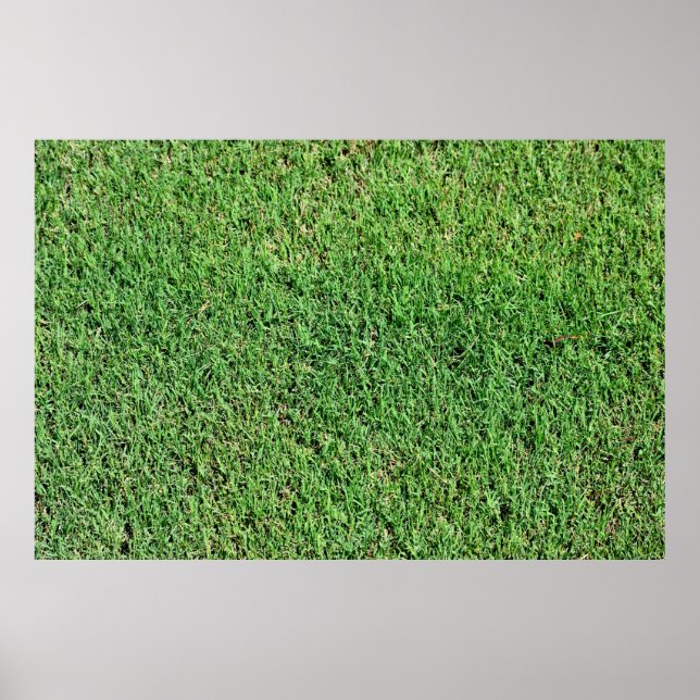 Grön frodig gräsmattagräs poster (Framsidan)