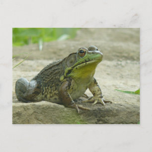 Grön Frog. Vykort