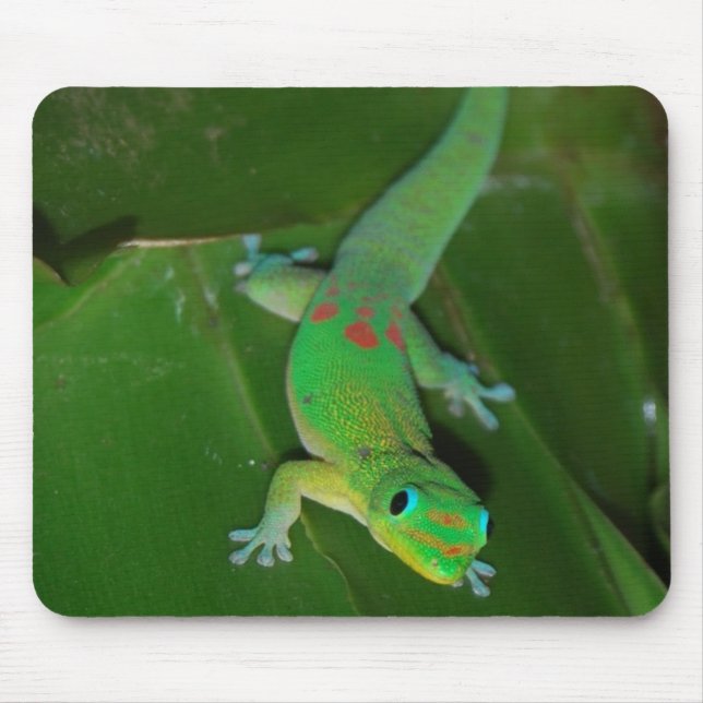 Grön Gecko i Hawaii Musmatta (Framsidan)