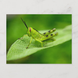Grön gräshoppsnymf på ett blad vykort