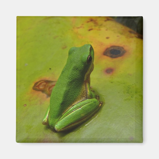 grön groda magnet (Framsidan)