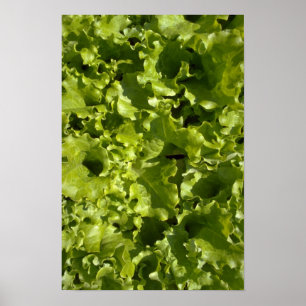 Grön grönsallat poster