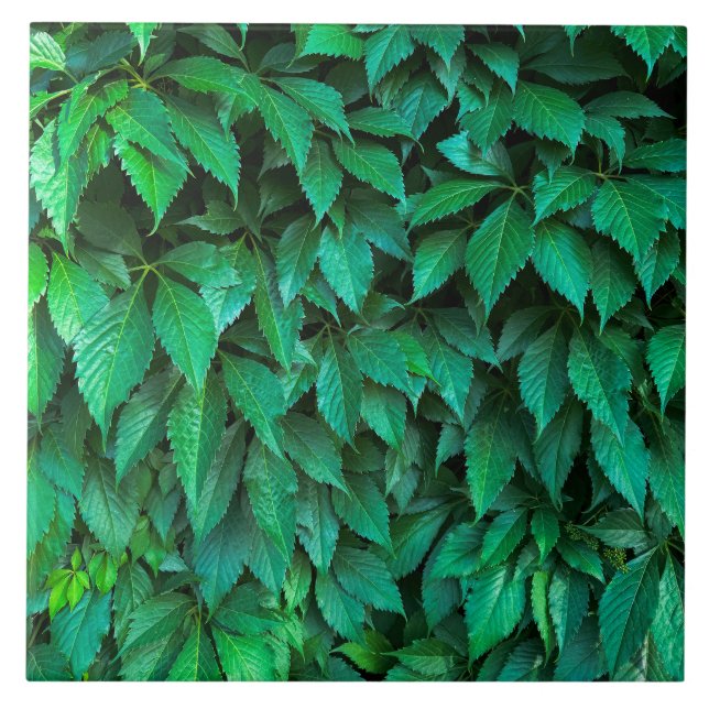 grön häck bakgrund parthenocissus mönster text kakelplatta (Framsidan)