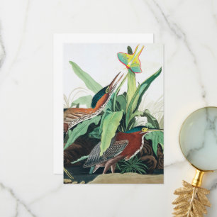 Grön häger av John James Audubon Tack Kort