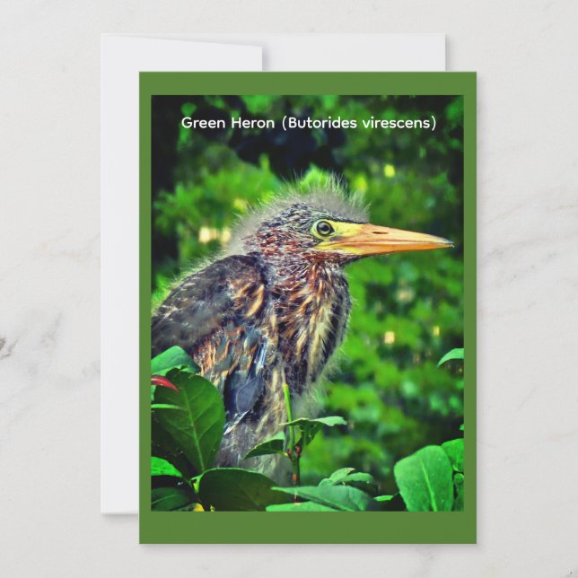 Grön häger (Butorides virescens) Spara Datumet (Framsida)