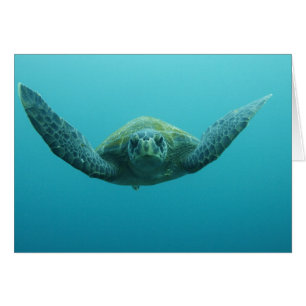 Grön havssköldpadda (Chelonia mydas agassisi), Cen Hälsningskort