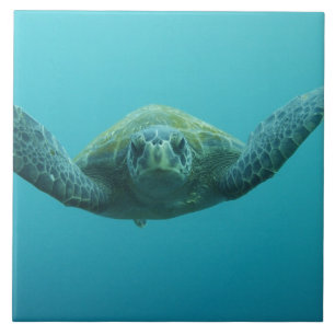 Grön havssköldpadda (Chelonia mydas agassisi), Cen Kakelplatta