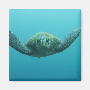 Grön havssköldpadda (Chelonia mydas agassisi), Cen Magnet