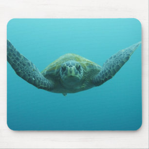 Grön havssköldpadda (Chelonia mydas agassisi), Cen Musmatta