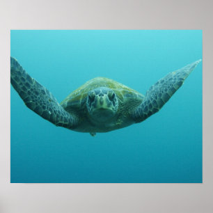 Grön havssköldpadda (Chelonia mydas agassisi), Cen Poster