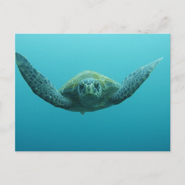 Grön havssköldpadda (Chelonia mydas agassisi), Cen Vykort (Framsida)