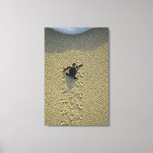 Grön havssköldpadda, (Chelonia mydas), nyckling Canvastryck