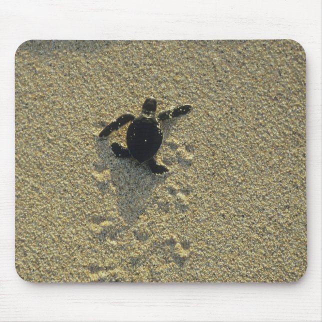 Grön havssköldpadda, (Chelonia mydas), nykläckt Musmatta (Framsidan)