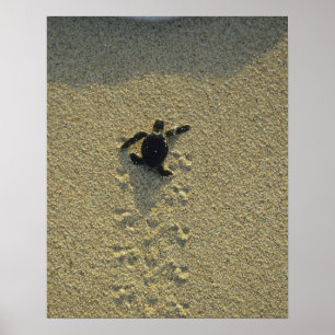 Grön havssköldpadda, (Chelonia mydas), nykläckt Poster