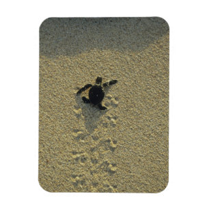 Grön havssköldpadda, (Chelonia mydas), nykläckt un Magnet