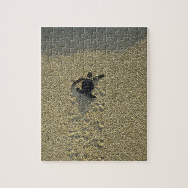 Grön havssköldpadda, (Chelonia mydas), nykläckt un Pussel (Vertikal)