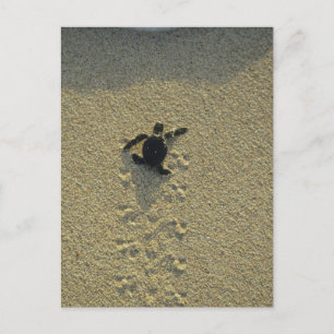 Grön havssköldpadda, (Chelonia mydas), nykläckt un Vykort