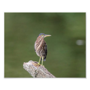 grön Heron 10x8 på en logga Fototryck