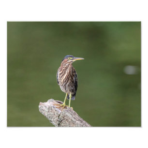 grön Heron 14x11 på en logga Fototryck