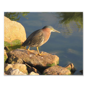 Grön Heron Fototryck