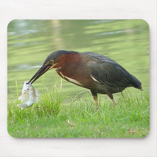Grön Heron med fisken Mousepad 2 Musmatta (Framsidan)