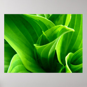 Grön Hosta Poster