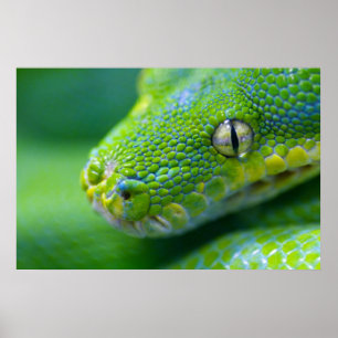 Grön huggorm poster