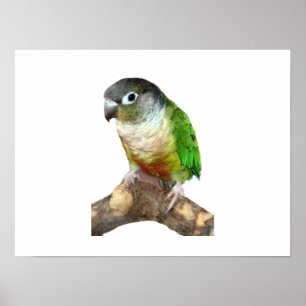 Grön kind Conure Poster