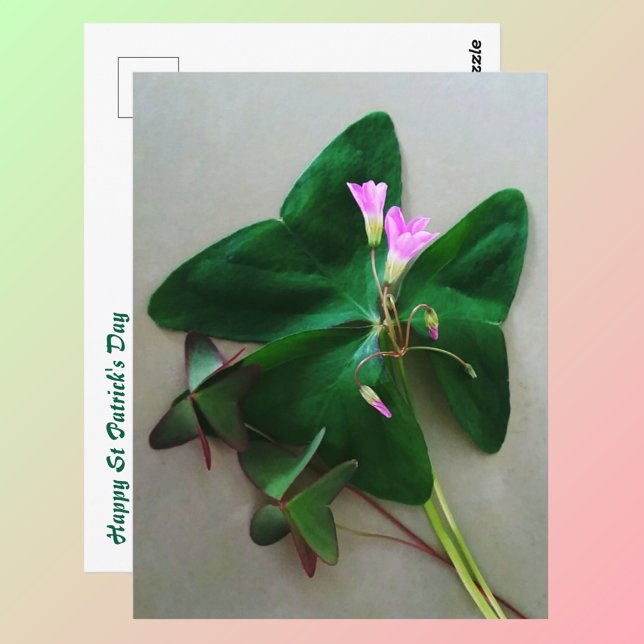 Grön Klöver Rosa Blommor St Patricks Dag Vykort (Skapare uppladdad)