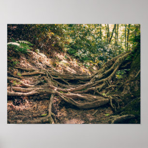 Grön Knob Trail Blue Ridge Mountains Poster