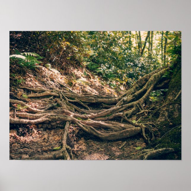 Grön Knob Trail Blue Ridge Mountains Poster (Framsidan)