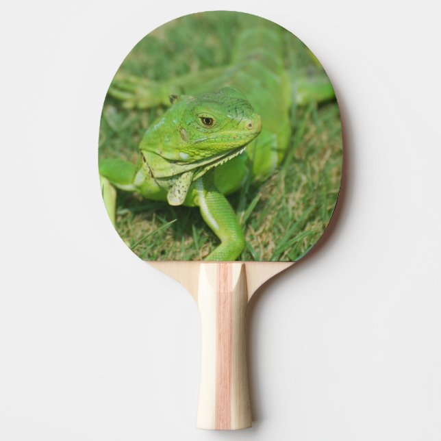 Grön krypa ödla pingisracket (Framsidan)