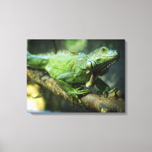 Grön leguan