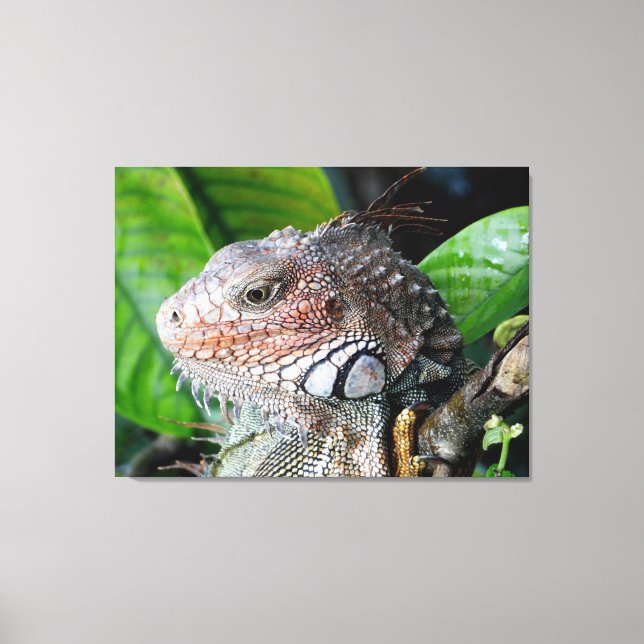 Grön leguan i regnskog canvastryck (Framsida)