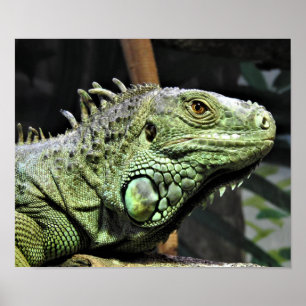 Grön leguan poster