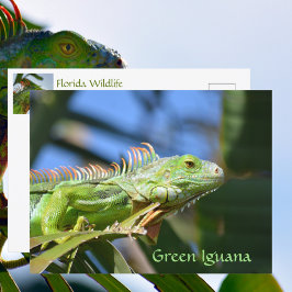 Grön leguan Reptil Vilda djur Fotografisk Vykort